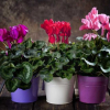 Cyclamen (cyclamen) - top 150 fotografií s nejlepšími doporučeními pro údržbu doma. Vlastnosti pé...