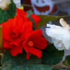 Begonia flower - popis a rysy rostlinné péče v zahradě