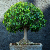 Ficus benjamina - pravidla domácí péče