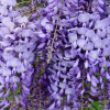 Wisteria - rysy rostoucí v oblasti země (foto)