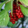 Schisandra chinensis - 150 nejlepších fotografických druhů. Historie původu čínské citronové tráv...