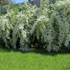 Spirea - okrasný keř na vašem webu!
