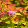Spirea: top 160 fotografií odrůd. Popis odrůd a druhů. Vlastnosti výsadby a pěstování keře v otev...