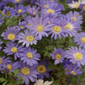 Anemone blanda - okouzlující primrose pro jarní zahrada