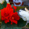 Begonia flower - popis a rysy rostlinné péče v zahradě
