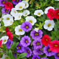 Calibrachoa: vlastnosti, výsadba + pěstování květiny