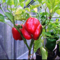 Pěstování pepře: jak se to dělá? 110 popisů fotografií a videí od odborníků a zkušených zahradníků