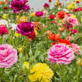 Ranunculyus (pryskyřník): vlastnosti výsadby, pěstování a péče v otevřené půdě