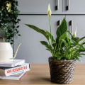 Spathiphyllum: domácí péče, odrůdy, transplantace