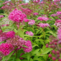 Spirea - výsadba a péče na otevřeném poli. Doporučení pro péči a reprodukci, dekorativní vlastnosti spirea (foto + video)