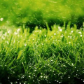 Péče o trávník - praktické metody aplikací a metody pro registraci s pomocí trávníku (115 fotek a popis videa)