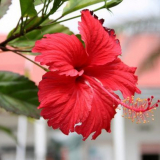 Fotky z ibišky 80+: exotický domácí hezký muž