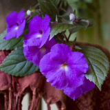 Achimenes (48 fotek): typy a pravidla péče