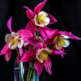 Akvilia v zahradě design: přistání, péče a pěstování trvalka