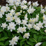 Sasanka dubová - jemná a křehká kráska se sněhově bílými květy