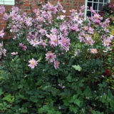 Hybrid anemone - kouzelný a nádherný dárek podzimu