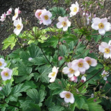 Japonská sasanka - jemná podzimní krása, která není hrozné mráz