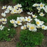 Anton multi-rok - přistání a rostoucí květina v zahradě