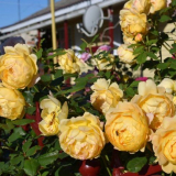 Anglická růže zlatá oslava (golden celebration): popis, foto