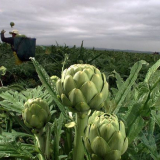 Artyčok je oblíbená zelenina