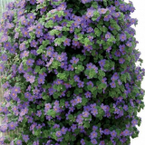 Buckop - užitečné vlastnosti, odrůdy bakopa. Rostoucí tipy v otevřeném místě. Přistání, reprodukce, zavlažování a krmení