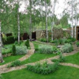 Bříza na zahradě v zahradě - klady a nevýhody