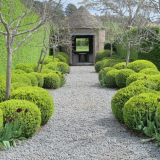 Birchika obyčejná: přistání, chovatelské metody a snadná pravidla údržby