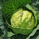 Příznivé dny pro setí zelí v roce 2022