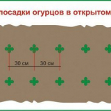 Příznivé dny pro setí okurky v sazenic v 2022: data v měsíčním kale...