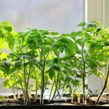 Příznivé dny pro setí rajčaty v roce 2022 na lunárním kalendáři...