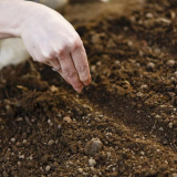 Příznivé dny pro setí semena v roce 2022