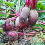 Příznivé dny pro výsev řepy v roce 2022