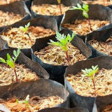 Příznivé dny za setí v lednu 2022, které lze osknuty