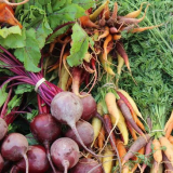 Příznivé dny pro sklizeň řepy a mrkve v roce 2021