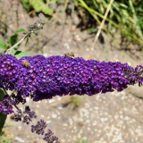 Buddudrey david - odrůdy odrůd, přistávacích tipů, péče, hnojiva a léčba. Vlastnosti chovných a zimovských rostlin