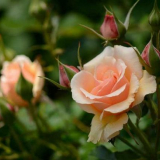 Čajová růže ?: 120 fotka z růží, podmínky pro pěstování v zahradě, zvláštnosti péče, zalévání, chov, tipy od zahradníků