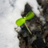 Co je zasazeno na zahradě na zimu v zemi na otevřeném poli