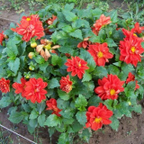 Nádherné georgina figaro s barevnými květy a kompaktní keř