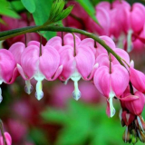 Dicentra květina - tajemství pěstování, péče a rozmnožování, popis podmínek pro uchování + užitečné rady od zahradníků