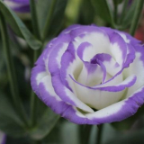 Eustoma květ - rysy pěstování rostlin na bavlněné záhonek