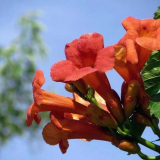 Flower campxis - metody pěstování a reprodukce. Pravidla péče, zavlažování a krmení, zimoviště campxis (foto + video)