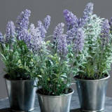 Květ levandule - tipy pro pěstování venku. Způsoby výsadby, rozmnožování a péče, příprava na zimu