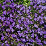 Lobelia květina: tipy pro pěstování a péči o květinu na zahradě. Vlastnosti výsadby, zalévání a rozmnožování, podmínky zadržení