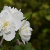 Jasmínový květ: vlastnosti výsadby a péče o rostlinu v zahradě, pra...