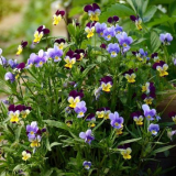 Květiny macešky - výsadba a péče v zemi