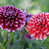 Květiny jiřinek: top 120 fotografií, popis odrůd a druhů. Vlastnosti výsadby a pěstování v otevřeném terénu. Pokyny pro péči o pěstitele