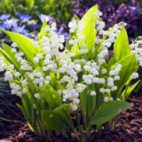 Květiny údolí v krajině zahrada design