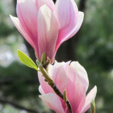 Květy magnólie: užitečné vlastnosti a použití magnólie. Výsadba, pé...