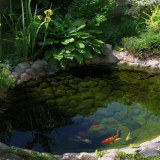 Dekorativní rybník v zemi: druhy, design, péče, stavební instrukce...