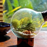 Výroba věčného terária ze žárovky